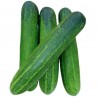 Price: €1.75 - Sementes de pepino Tufão - Seeds Gallery