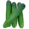 Typhoon Cucumber Seeds