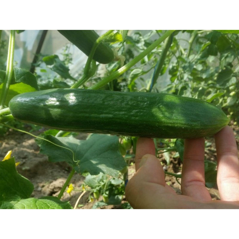 Price: €1.75 - Typhoon gurkafrön - Seeds Gallery