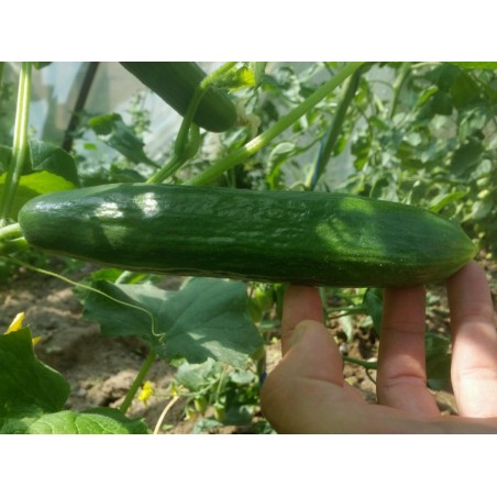 Price: €1.75 - Semillas de pepino Tifón - Seeds Gallery