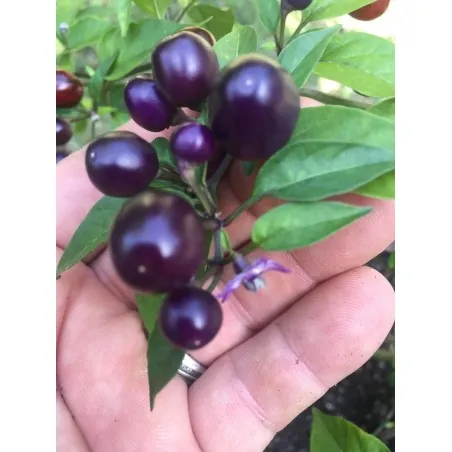 Graines de Piments 'Filius Blue'