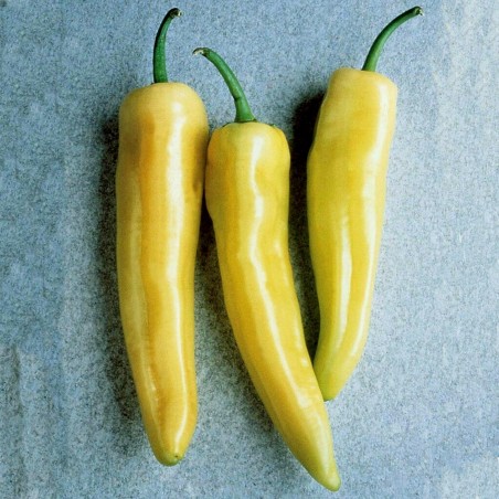Big Sweet Pepper Seeds Skala | 1,95 €