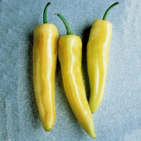 Graines de gros poivron Skala