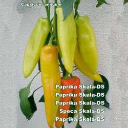 Stora paprika frön Skala  - 2