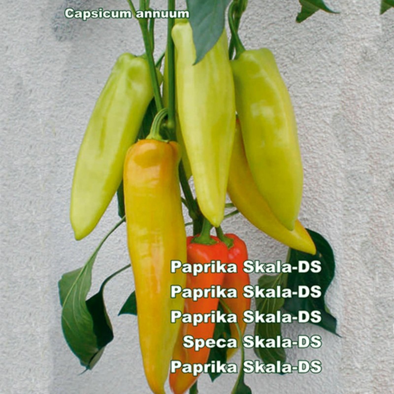 Big Sweet Pepper Seeds Skala  - 2