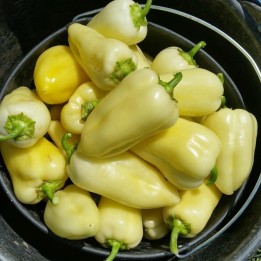 Sementes de pimenta doce Matica - 1.665