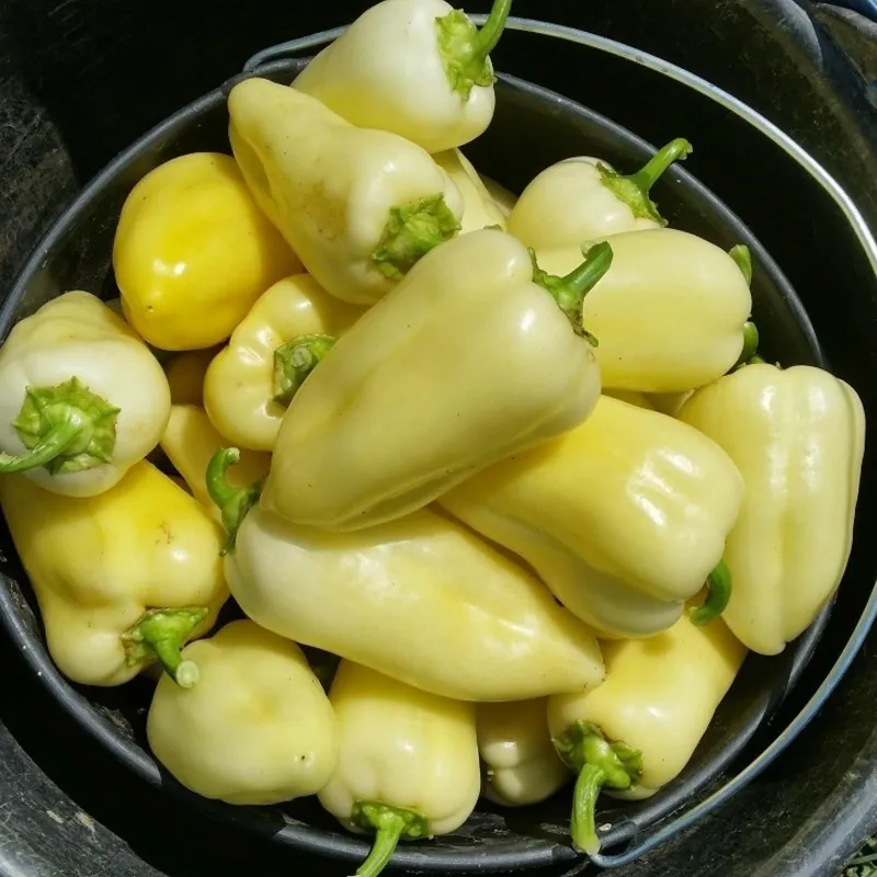 Matica Paprikasamen