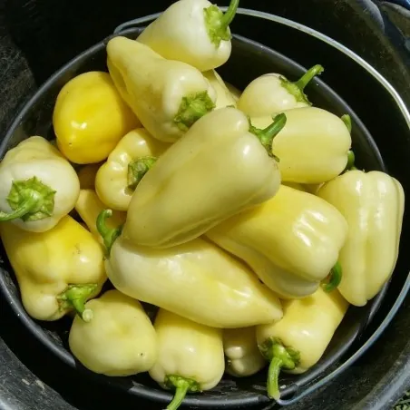 Matica Sweet Pepper Seeds