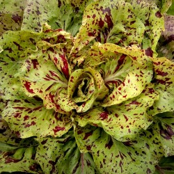 Endive frön Sasco D'oro Castelfranco  - 2