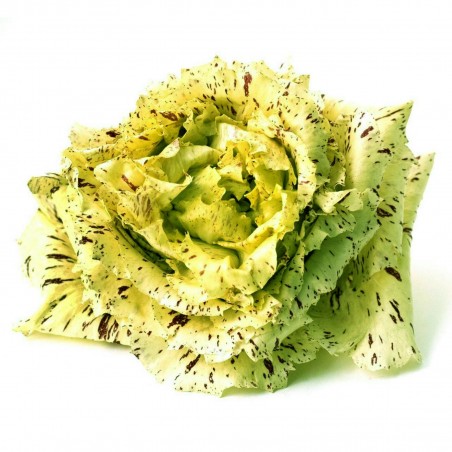 Sementes de Endívia Sasco D'oro Castelfranco | 1,75 €