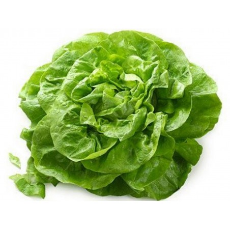 Price: €1.45 - Semillas de lechuga Novosadska Majska - 