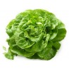 Price: €1.45 - Semillas de lechuga Novosadska Majska - 