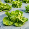 Price: €1.45 - Σπόροι Μαρούλι Novosadska Majska - 