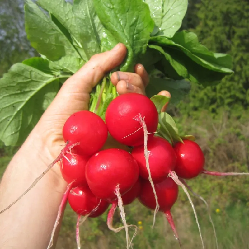 Radish seeds Siberian Prince (Variety from Russia)