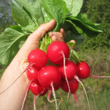 Radish seeds Siberian Prince (Variety from Russia)