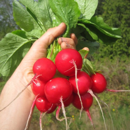 Price: €1.95 - Seme rotkvice Sibirski Princ (Sorta iz Rusije) -