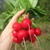 Radish seeds Siberian Prince (Variety from Russia)