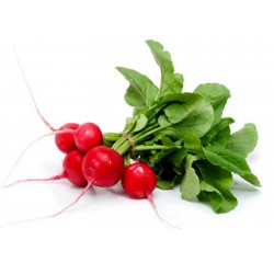 Price: €1.95 - Seme rotkvice Sibirski Princ (Sorta iz Rusije) - 