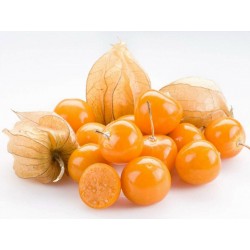Price: €42 - 1000 بذور عنب الثعلب - Physalis peruviana - Unbranded
