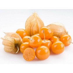 Cape Gooseberry Seeds (Physalis peruviana) 1.5 - 1