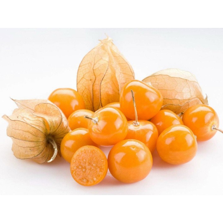 1000 Nasiona miechunki peruwiańskiej (Physalis peruviana) - 37.8