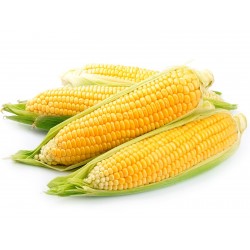 Golden Bantam Sweet Corn Seeds  - 2