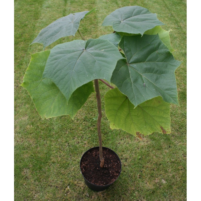 Price: €15 - 1000 Seeds Paulownia Elongata - 