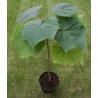 Price: €15 - 1000 Seeds Paulownia Elongata - 