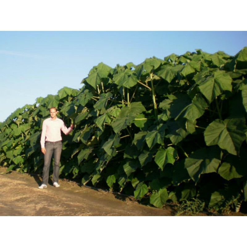 Price: €15 - 1000 Seeds Paulownia Elongata - 
