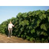 Price: €15 - 1000 Seeds Paulownia Elongata - 