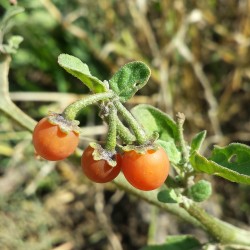 Semillas de Perlas Oro (Solanum villosum)  - 5