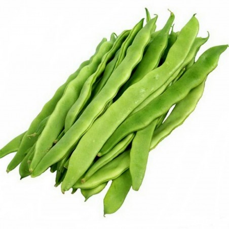 Moscow white beans Seeds | 1,95 €