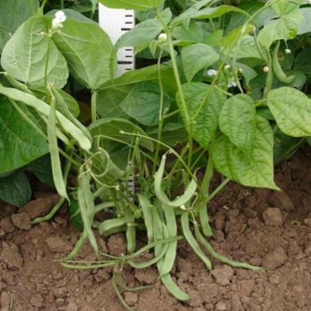 Moscow white beans Seeds | 1,95 €