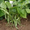 Moscow white beans Seeds | 1,95 €