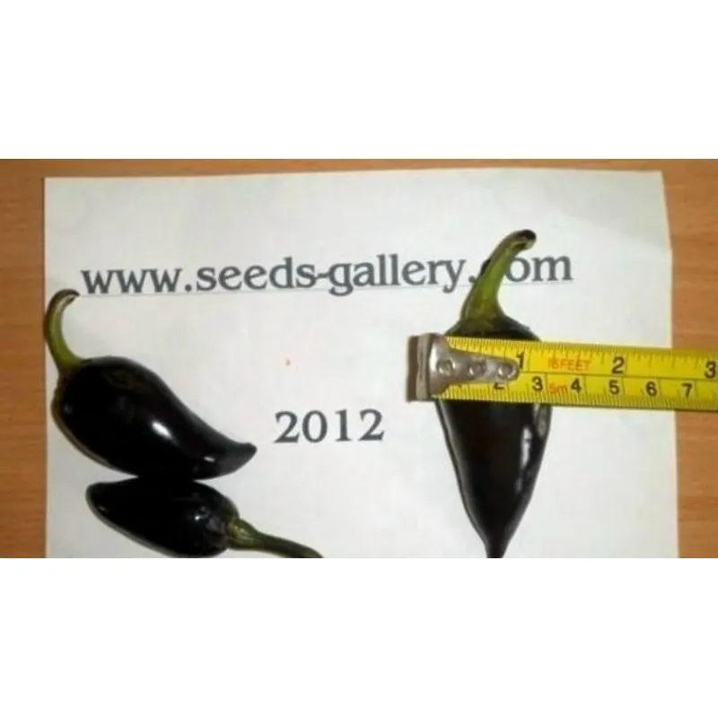 Chili Jalapeno Purple & Brown Seeds