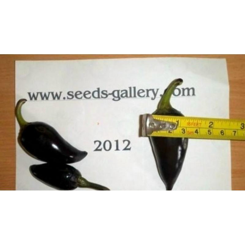 Price: €1.75 - Semi di Peperoncino Jalapeno Purple, Viola e Marrone - Seeds Gallery