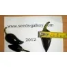 Chili Jalapeno Purple & Brown Seeds