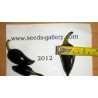 Price: €1.75 - Graines de Piments Jalapeno Purple & Brown - Seeds Gallery