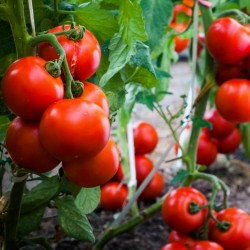 Price: €1.65 - بذور الطماطم Gruzanski الذهبي - Seeds Gallery