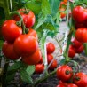 Price: €1.65 - Tomatfrön Gruzanski Golden - Seeds Gallery