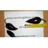 Chili Jalapeno Purple & Brown Seeds