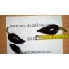 Price: €1.75 - Chili Samen Jalapeno Purple & Brown - Seeds Gallery