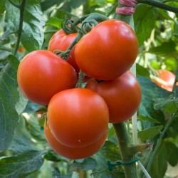 Graines de tomate Jasenički Jabučar (pomme Jasenica)  - 1