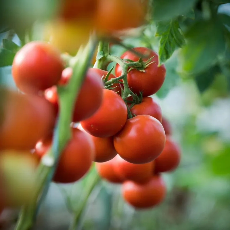 Graines de tomate Jasenički Jabučar (pomme Jasenica)