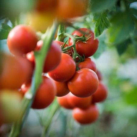 Price: €1.55 - Σπόροι ντομάτας Jasenički Jabučar (μήλο Jasenica) - Seeds Gallery