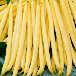 Fortal yellow french bean seeds  - 3