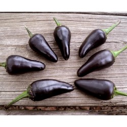 Chili Jalapeno Purple & Brown Seeds