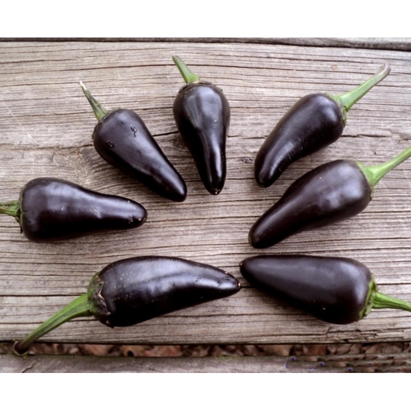 Price: €1.75 - Chili Jalapeno Purple & Brown Seeds - Seeds Gallery
