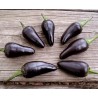Price: €1.75 - Chili Seme Jalapeno Purple & Brown - Seeds Gallery