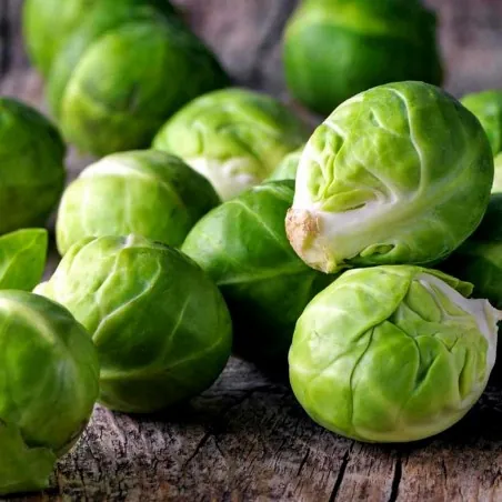 Siberian Early brussel sprouts seeds
